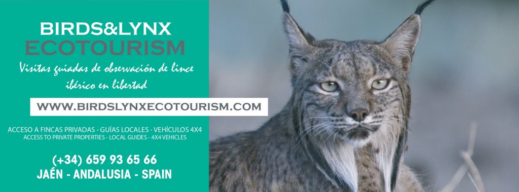Complejo turístico Los Pinos poster con un lince ecoturismo