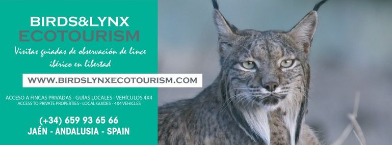 Complejo turístico Los Pinos poster con un lince ecoturismo