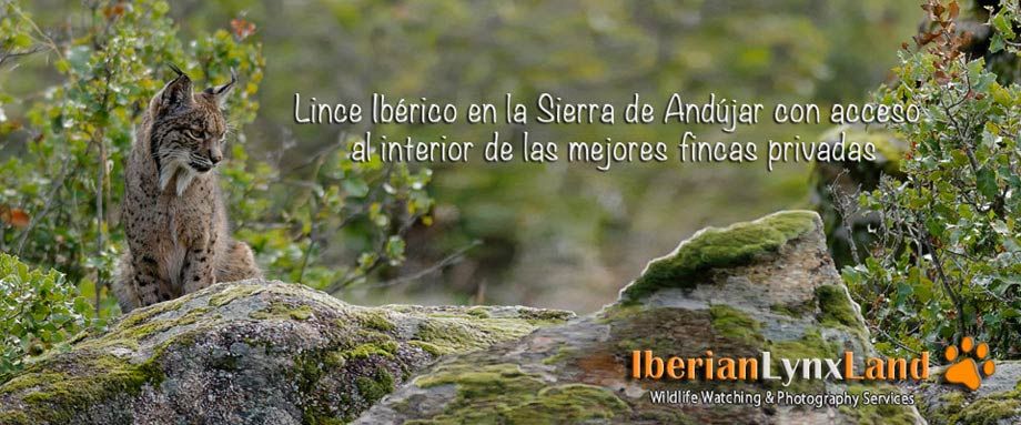Complejo turístico Los Pinos poster con un lince 1