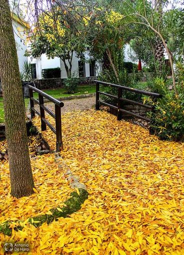 Complejo turístico Los Pinos casas y jardines 26