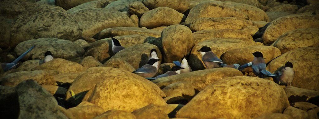 Complejo turístico Los Pinos pingüinos 